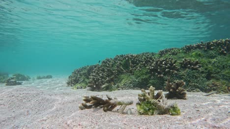 static shot of broken and bleached coral in a shallow reef in indonesia