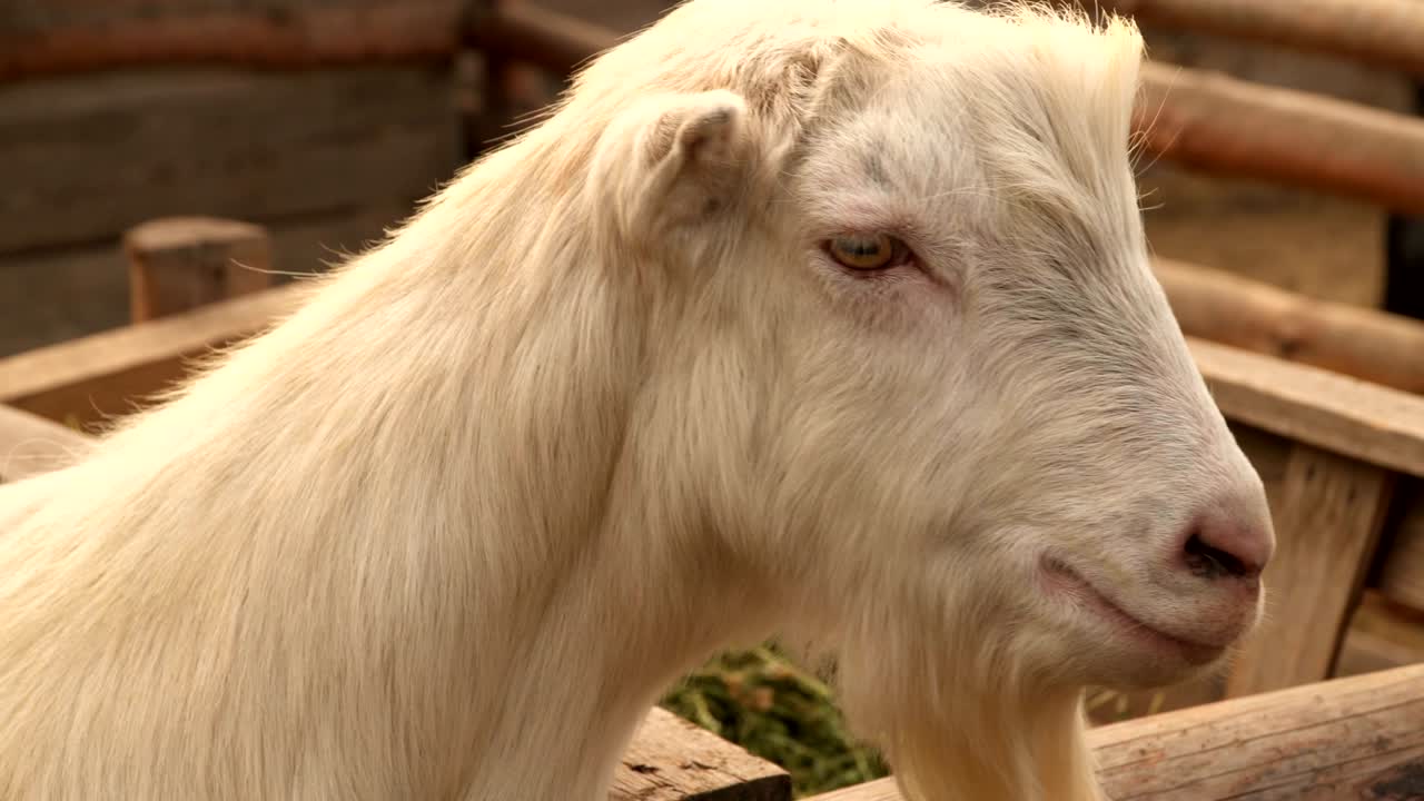 거위 의 머리 의 클로즈업