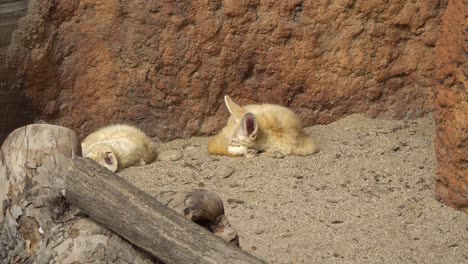 fennec fox sleeping under the sun in early spring in the zoo on rocky background