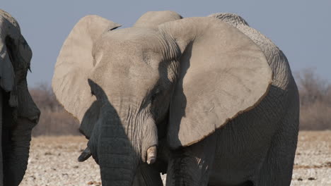 close-up portrait of an african bush elephant on their habitat during sunny day