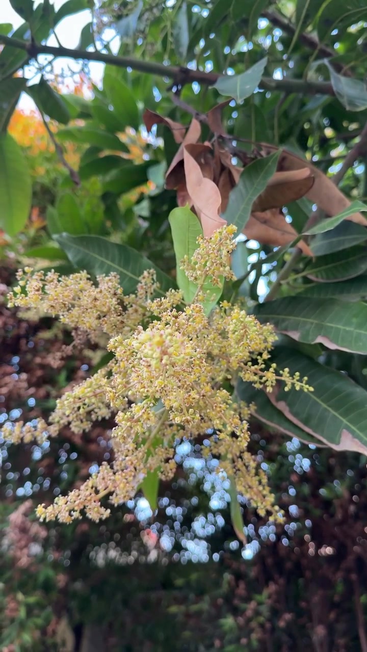 Fiori di mango in fiore in un giardino