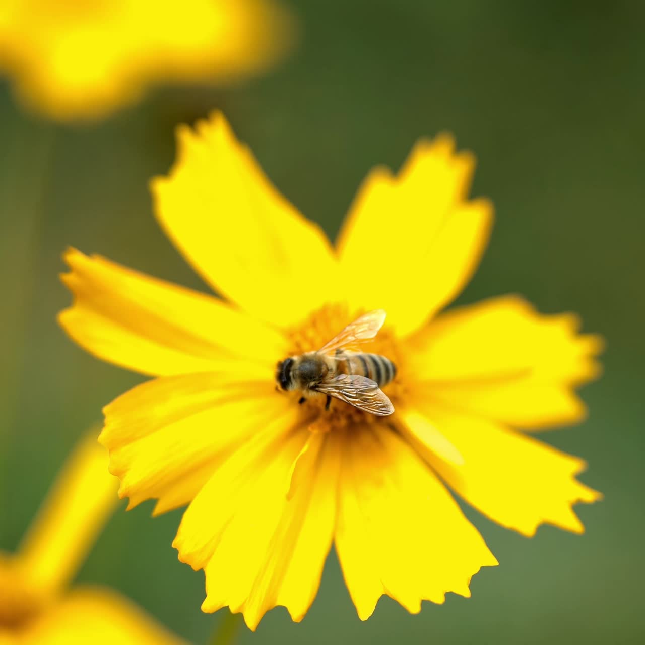 Bee collects nectar in yellow flowers in summer herb garden. Yellow daisy