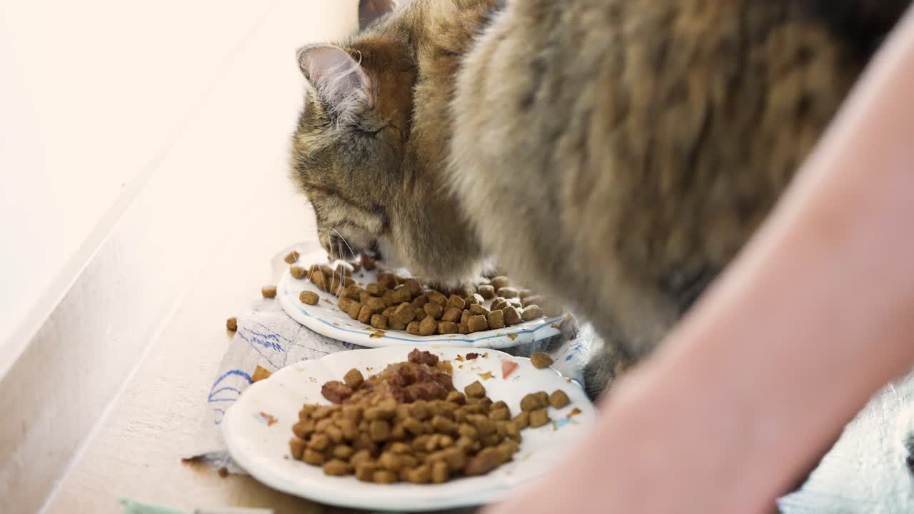 Eine getigerte Hauskatze mit langem Fell frisst, während eine menschliche Hand nach einem zweiten Teller Katzenfutter greift und ihn zurechtrückt. Natürliche Fütterungsroutine, die Tierpflege, Ernährung und alltägliche Interaktion zeigt