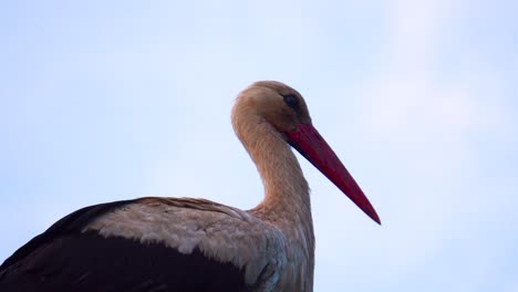 cerca de la cigüeña blanca con plumas blancas y negras, largo pico rojo, letonia
