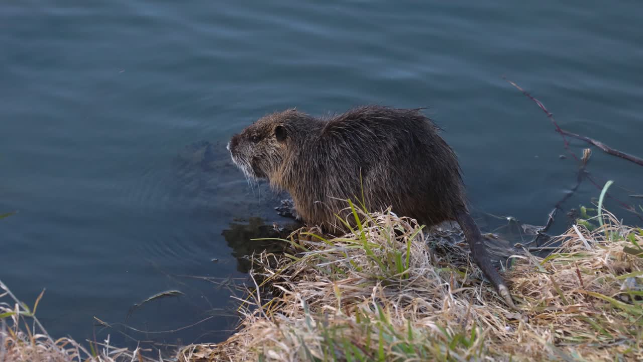 el coypu mordisquea la hierba junto a las aguas tranquilas del río.