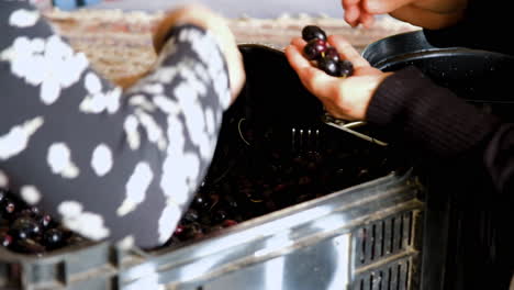 Close-up-view-of-two-caucasian-ladies-picking-firmest-black-olives-from-crate