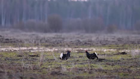 pelea de lek de cría de urogallo negro temprano en la mañana