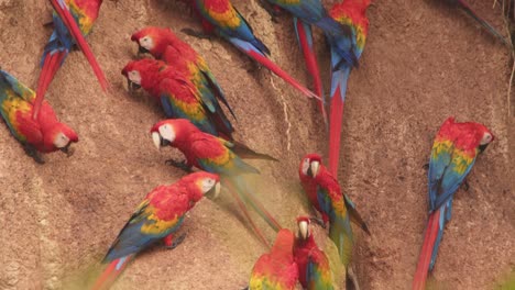 la inclinación hacia arriba revela una bandada de guacamayos escarlata que se alimentan de la arcilla lame en chuncho en el magnífico plumaje brillante