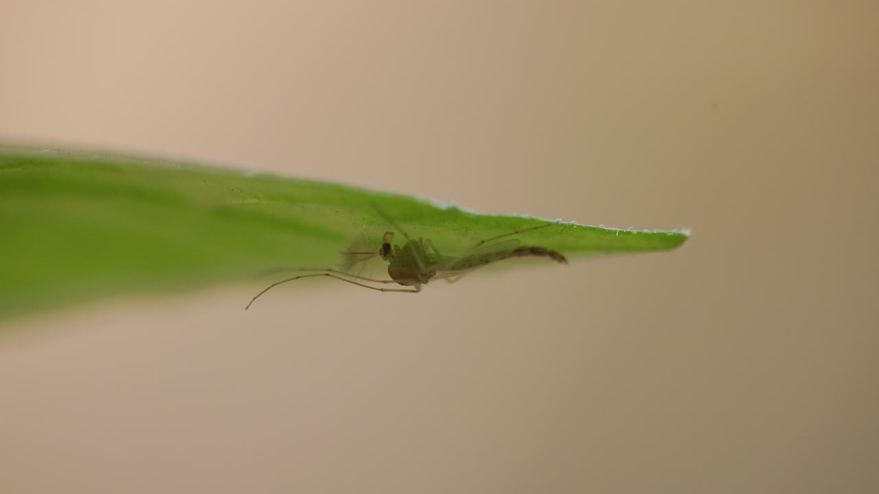 Zanzara maschio verde con antenne piumate appoggiata su una foglia sotto il sole di mezzogiorno