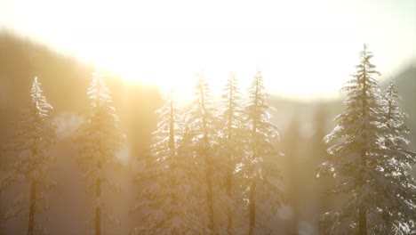 Herrliche-Weihnachtsszene-Im-Bergwald.-Bunter-Wintersonnenaufgang