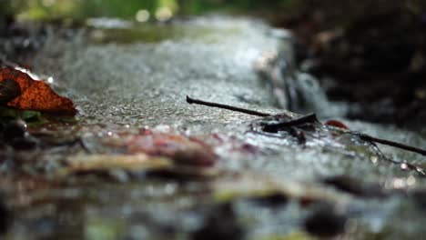 El-Flujo-De-La-Corriente-De-Agua-Lleva-La-Fotosíntesis-De-Las-Hojas-Caídas-Al-Río-Principal