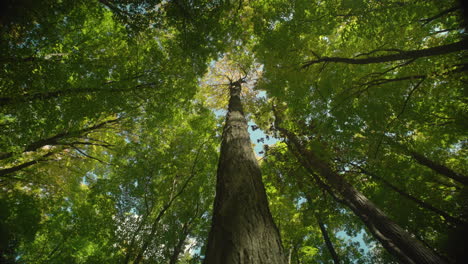 Static-wide-angle-view-looking-up-the-trunk-of-a-tree-with-yellow-leaves-during-autumn