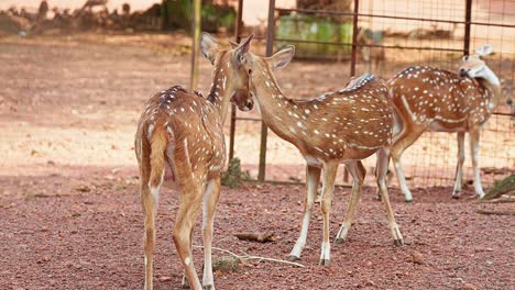 Deer-face-each-other-,-Baby-deer-inside-the-zoo-,-Deer-cubs-clean-their-body-and-face-