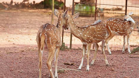 deer face each other , baby deer inside the zoo , deer cubs clean their body and face