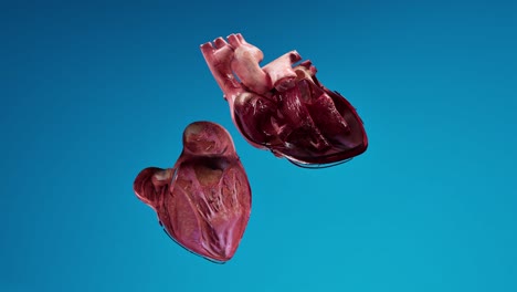 human circulatory system heart beat anatomy animation concept. 3d