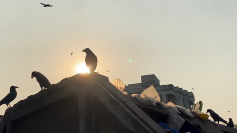 Flock-of-crows-perched-on-dumpster-looking-for-food-with-the-sun-setting-behind