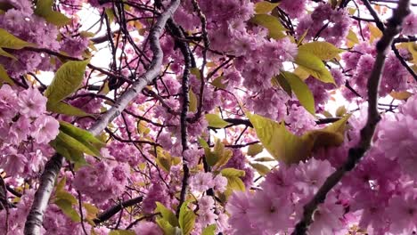 a slow pan across cherry blossoms during summer in the meadows in edinburgh