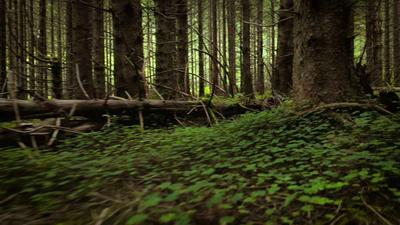 Vista della foresta in Norvegia. Splendida natura norvegese. La telecamera si muove in prima persona attraverso il fitto bosco di pini.