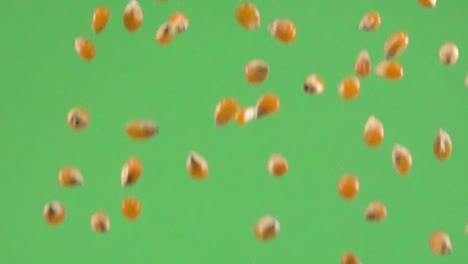 corn kernel slowly falling on a chroma background