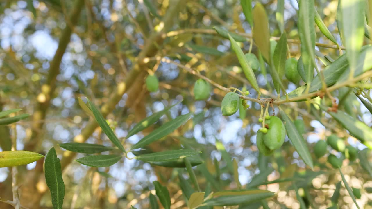 крупный вид оливков, растущих на ветвях