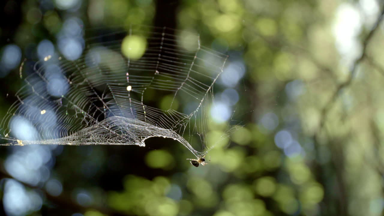 pequeña araña tejiendo telaraña blanca. araña trepando telaraña en el bosque. insecto del bosque