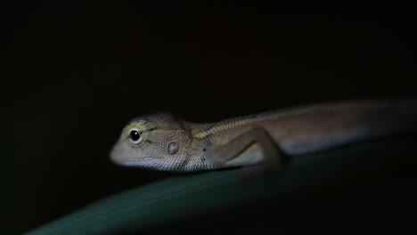 The-Oriental-Garden-Lizard-is-also-called-the-Eastern-Garden-Lizard,-Bloodsucker-and-Changeable-Lizard