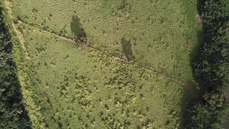 Drone-panning-left-with-bird's-eye-view-of-field-in-Hawaii-rainforest-towards-sunset