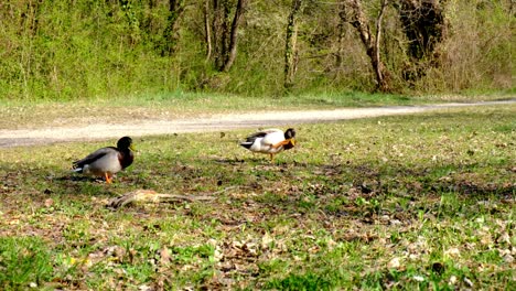 Two-male-ducks,-mallards-competing-to-mate-with-a-female,-wildlife-rivalry,-springtime,-4k-UHD-handeheld