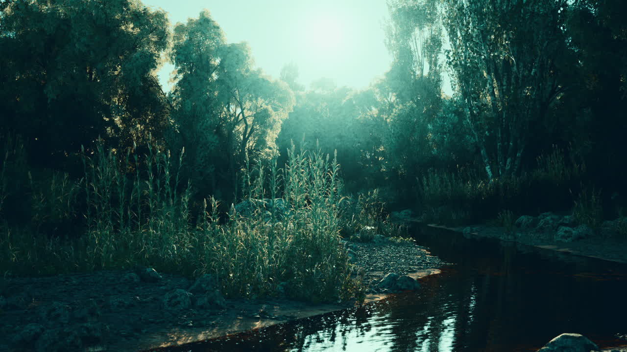 un arroyo tranquilo en un bosque exuberante