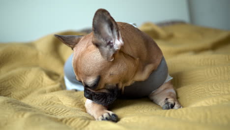 adorable bulldog francés marrón con orejas grandes acostado en la cama y lamiendo sus pies