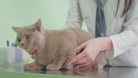 veterinarian examining a cat