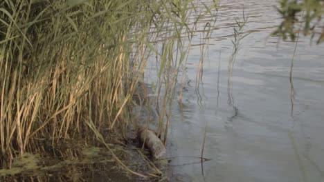 lake water waves and ripples with reeds growing