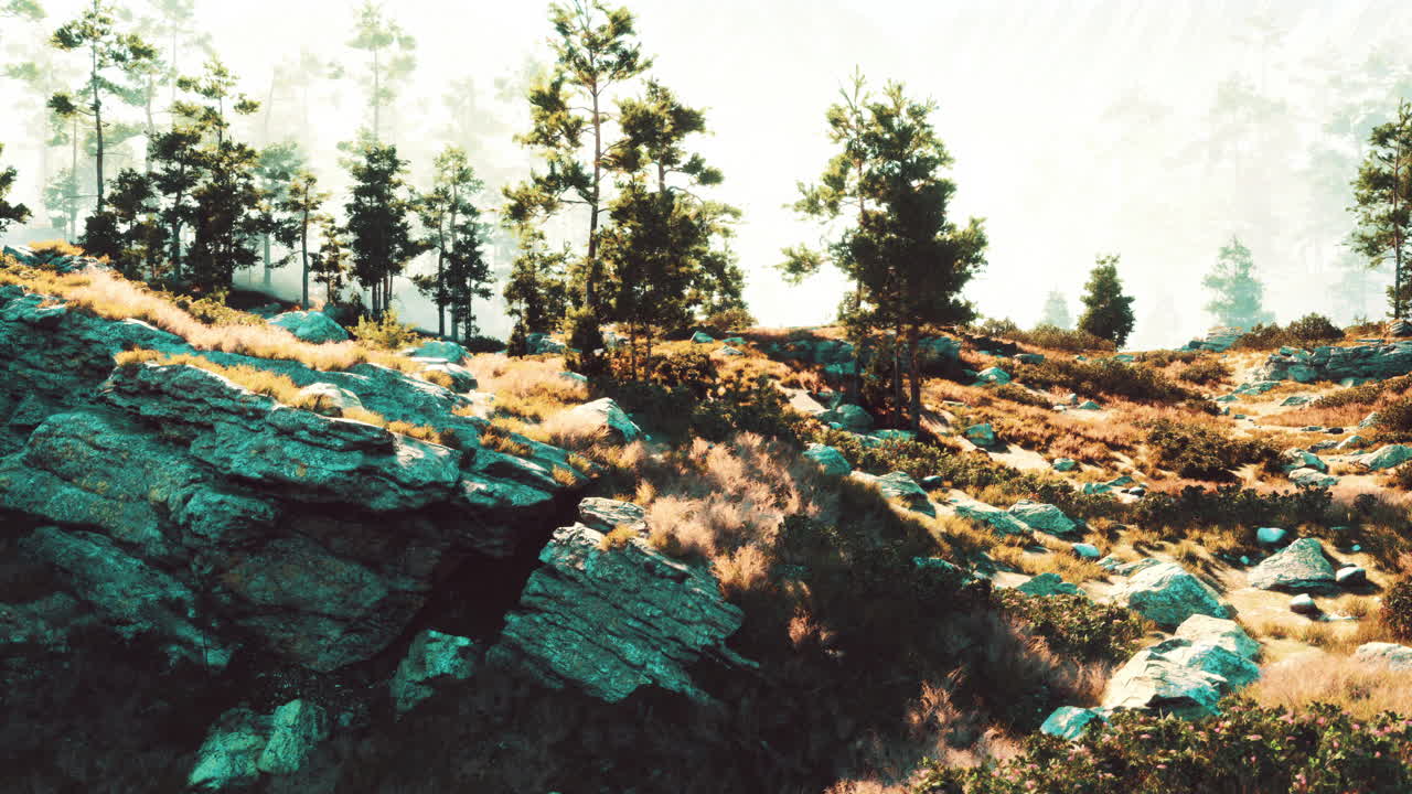 paisaje montañoso brumoso con pinos y rocas