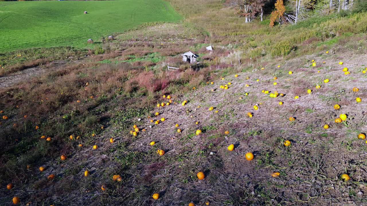 노스캐롤라이나주 애쉬 카운티의 잭오랜턴 할로윈 호박