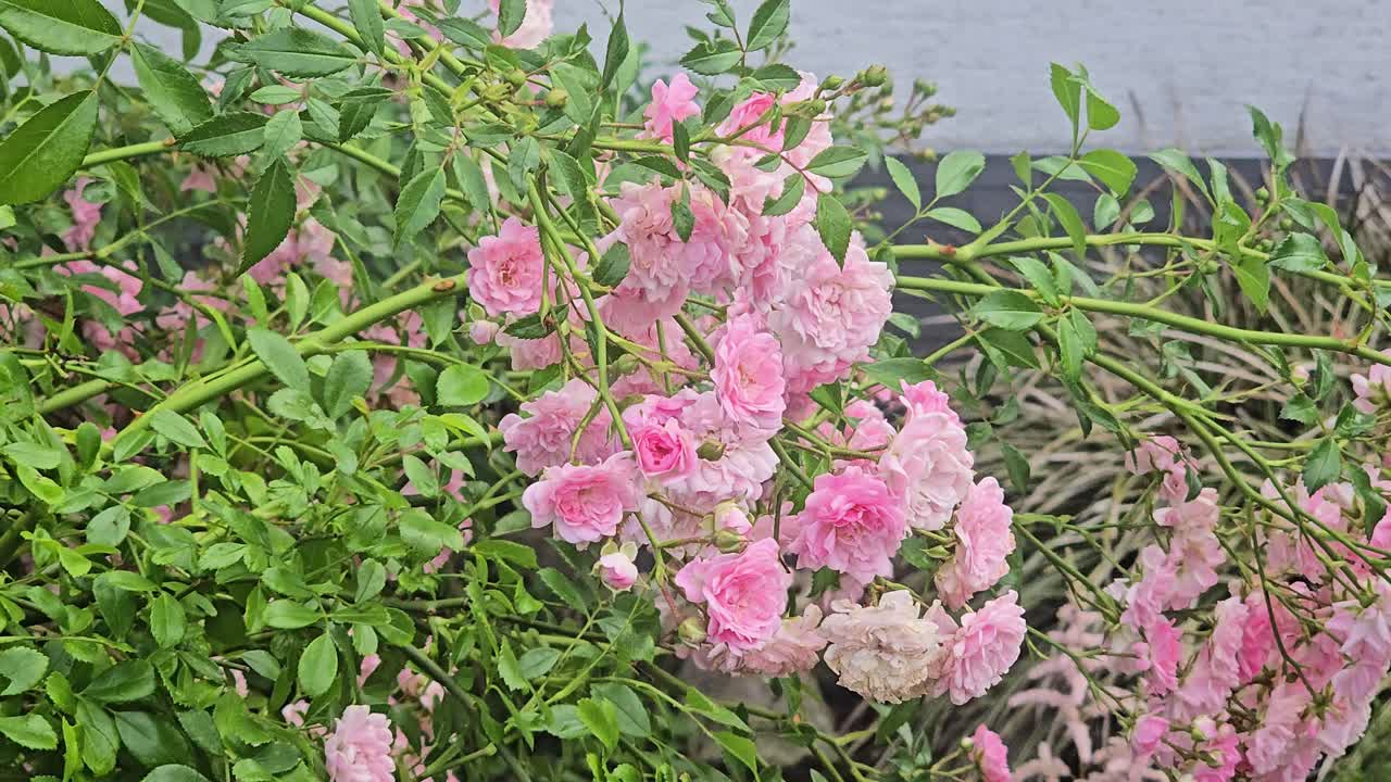 Buskrose med mange delikate rosa blomster