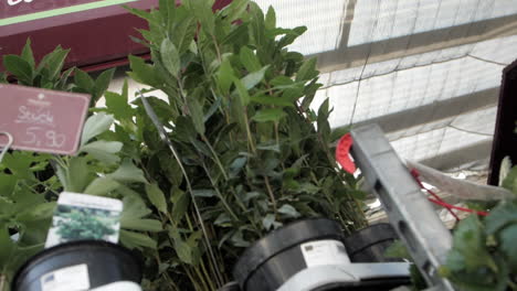 An-elegantly-captured-video,-descending-with-a-gentle-twist,-revealing-lush-green-plants-in-plastic-pots-and-a-charming-small-mandarin-tree