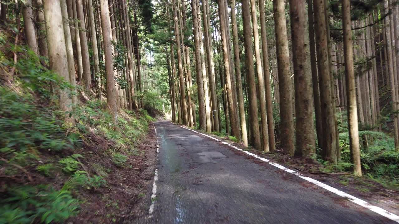 일본 시더 숲, 은 산림 도로를 가로질러 운전