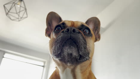 French-bulldog-looks-down,-shakes-his-head-and-licks-with-his-wide-tongue