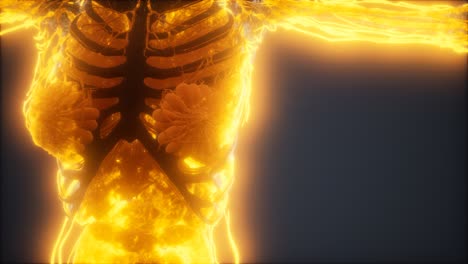 colorful human body animation showing bones and organs