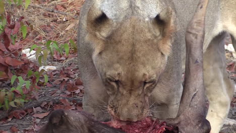 Vorderansicht-Einer-Löwin,-Die-Das-Fleisch-Eines-Zuvor-Getöteten-Gnus-Beißt-Und-Kaut