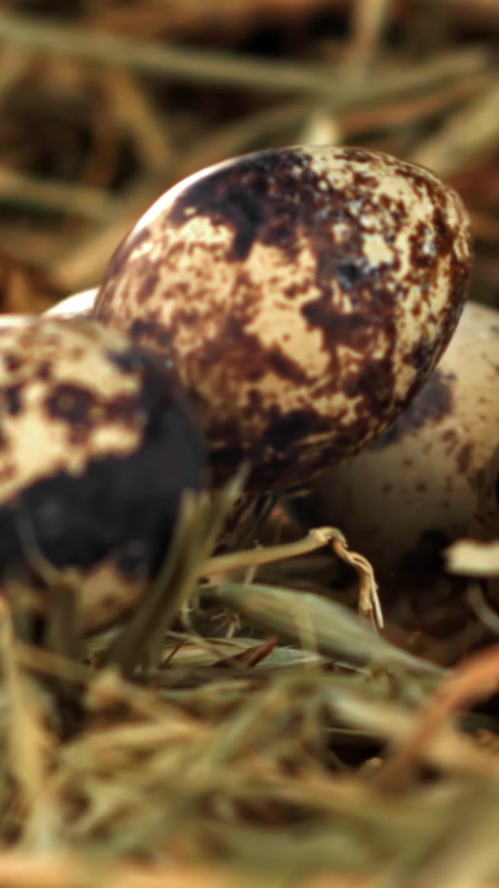 Close-up of Quail Eggs Dropping into a Hay Nest