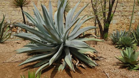 Agave-Mexikanische-Pflanze-Zur-Meskalproduktion-Panoramablick-Auf-Den-Baum-Im-Trockenen-Garten