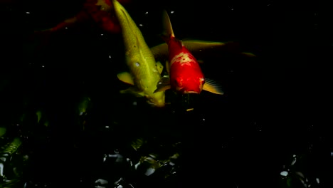 fancy carp swimming in the pool, it breathes over the water as a bubble.