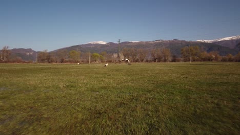 Storks in a Green Field with Snowy Mountains, One Taking Flight