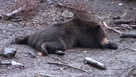 Schwarzer-Bär,-Der-Sich-An-Einem-Regnerischen-Tag-Ganz-Flach-Auf-Den-Bauch-Legt