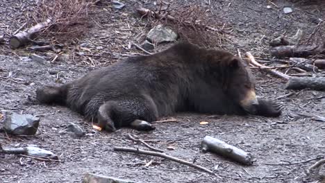 black bear lying down completely flat on his belly in a rainy day