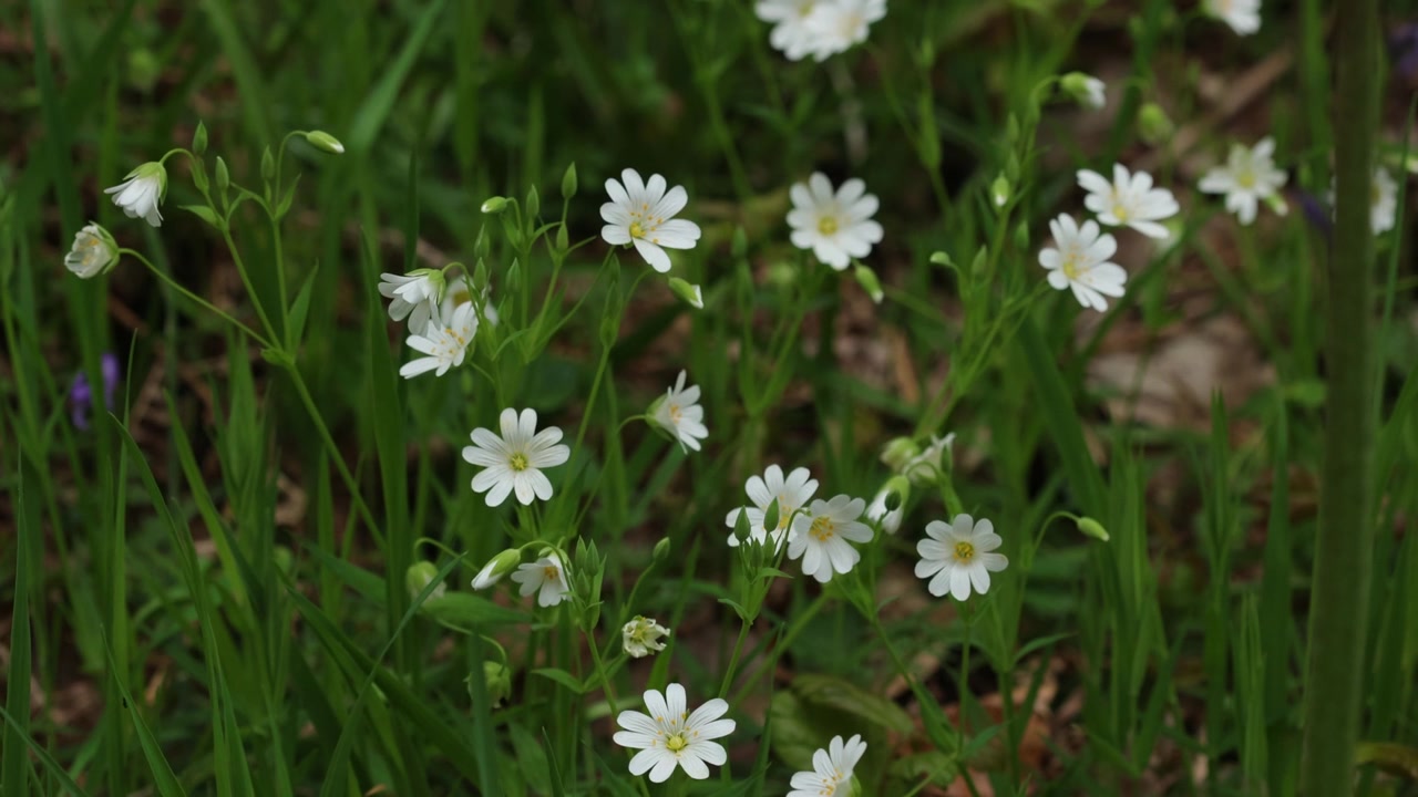 Große Sternmiere, Stellaria holostea, blühend in einer Hecke. Wales. Vereinigtes Königreich
