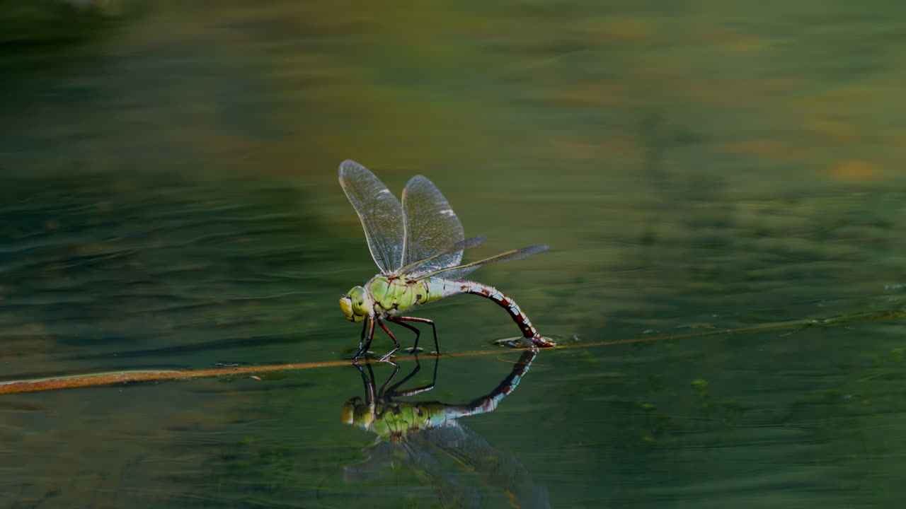 libélula salvaje bailando y balanceándose en una rama de madera sobre la superficie del agua del lago, de cerca
