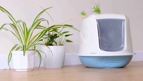 A Cat Goes to the Toilet in a Plastic Tray Constipation a Sick Stomach in a Cat. A cat goes to the toilet in a plastic tray, constipation, a sick stomach in a cat. video