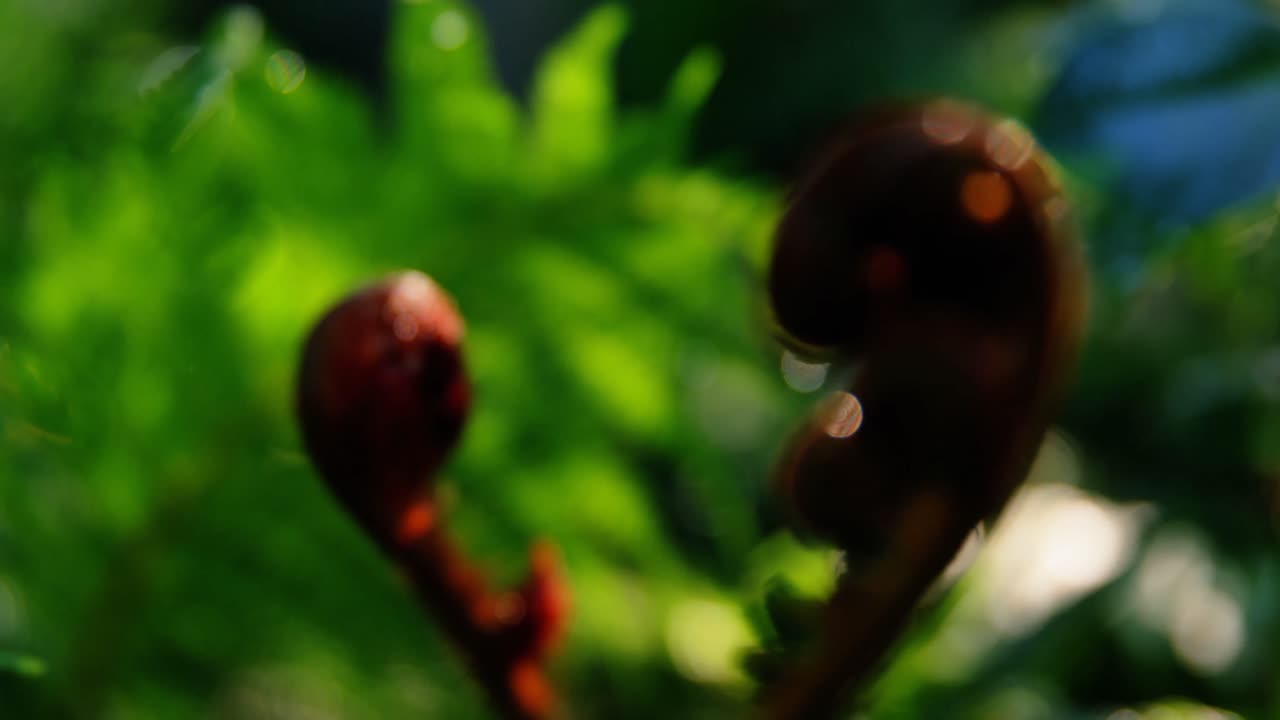 primer plano del brote de la flor